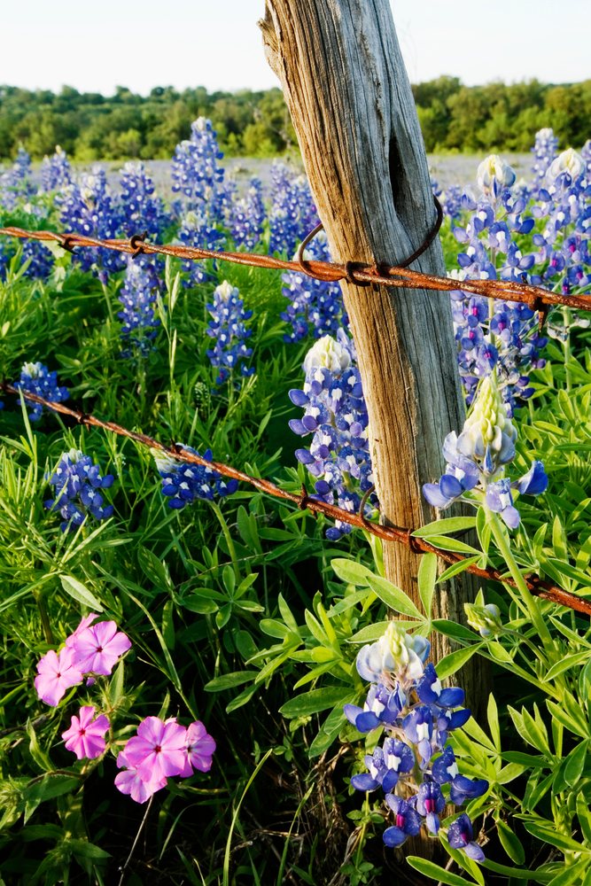 Bluebonnets and pink plox wildflowers grow near a rusty barbed wire fence post, Texas, USA.