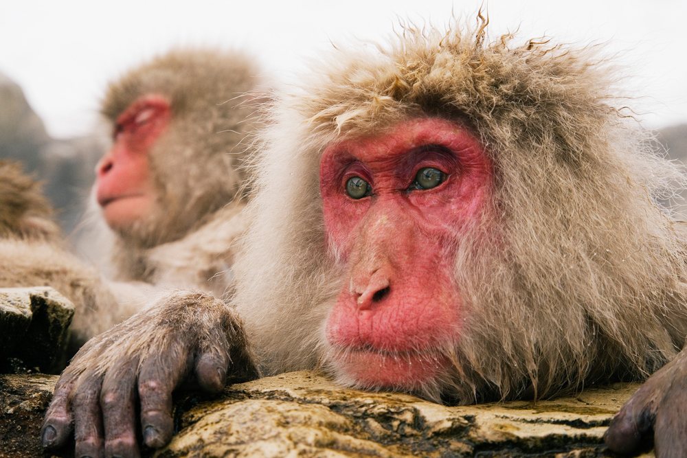 Two Japanese macaques with reddish faces and thick fur resting on a rock in a winter landscape, Japan, Asia.