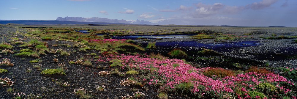 Landscape showing blooming pink wildflowers on volcanic peatland with a river and distant mountains under a partly cloudy sky.
