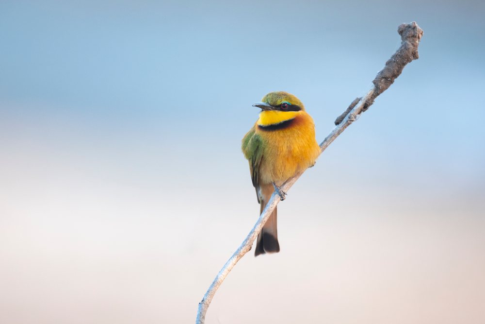 Little Bee-Eater bird with green, yellow, and orange plumage perched on a dry branch, Wildlife, Mfuwe, South Luangwa National Park, Zambia.