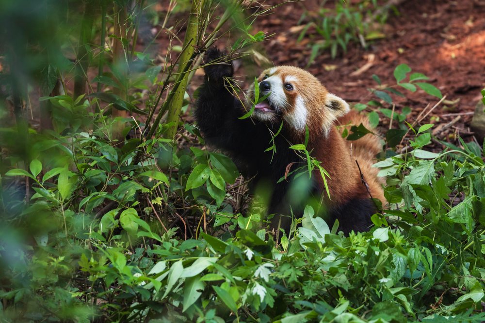 Red panda eating Bamboo stalks and leaves among green leafy plants on the forest floor, Chengdu, Sichuan, People's Republic of China.