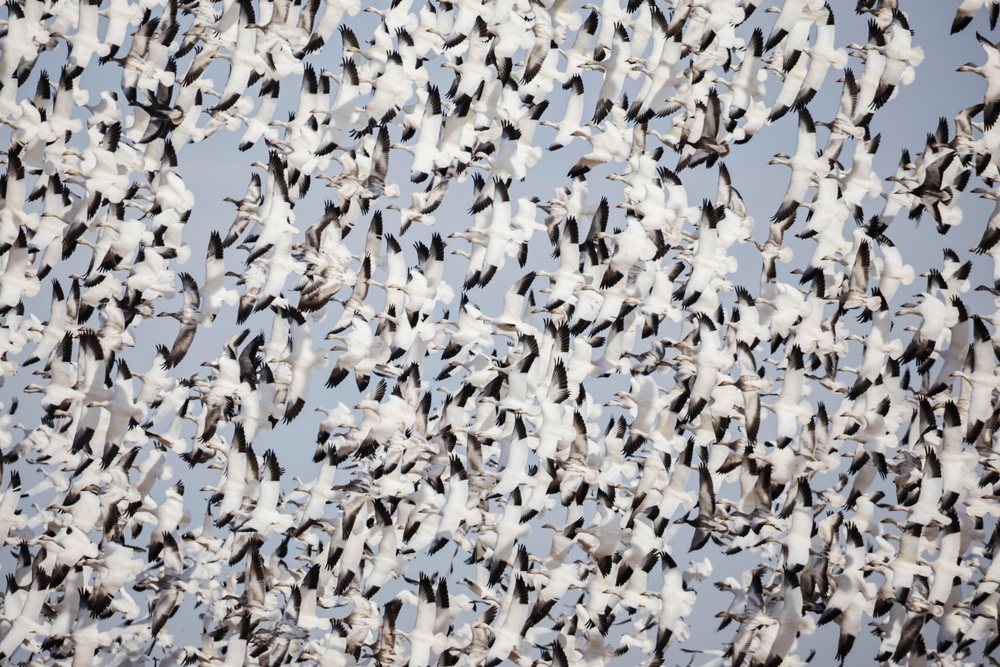 Large flock of snow geese with white bodies and black wingtips flying closely together over the sky at Ladd S Gordon Waterfowl Complex, Bernardo Waterfowl Management Area, landscape, wildlife, Bernardo Waterfowl Management Ar, New Mexico, USA.