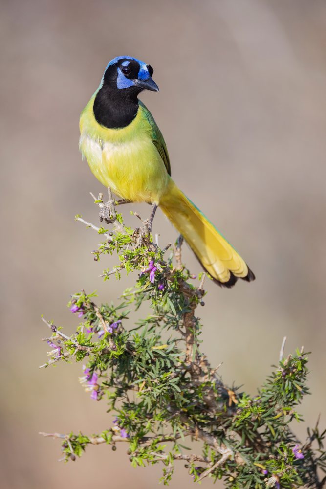 Blue Jay perched on a Guayacán Bush branch with green leaves and purple flowers outdoors at Santa Clara Ranch, Wildlife, McCook, Texas, USA.