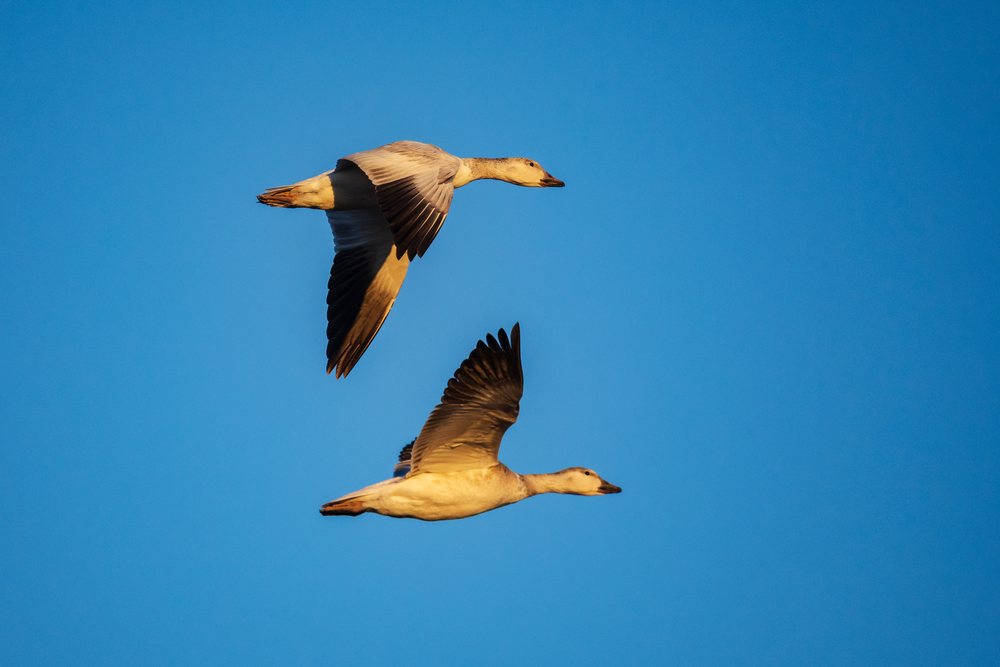 Two Snow Geese flying in clear blue sky over Ladd S Gordon Waterfowl Complex, landscape, wildlife, Bernardo Waterfowl Management Ar, New Mexico, USA.