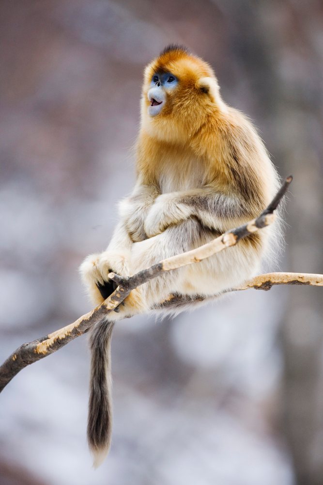 Golden monkey with orange and white fur sits on a tree branch in a natural forest habitat in the Qinling Mountains, Shaanxi Province, China.