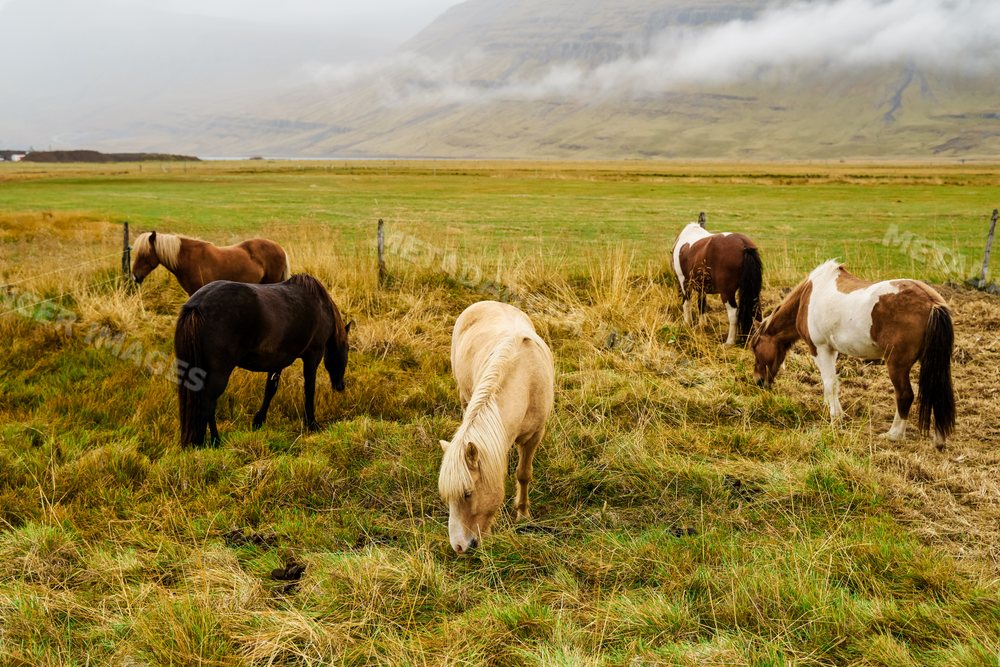 Horses grazing peacefully on a grassy icelandic pasture with misty