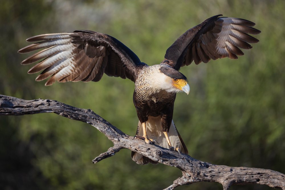 Crested caracara bird landing on a dead tree branch, Wildlife, McCook, Texas, USA.