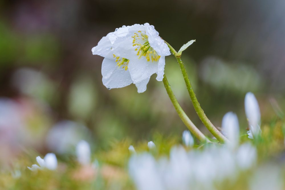 Black Hellebore (Helleborus niger) blooms with white flowers and yellow stamens in Slovenia's Krnica Valley during January, Landscape, Kranjska Gora.