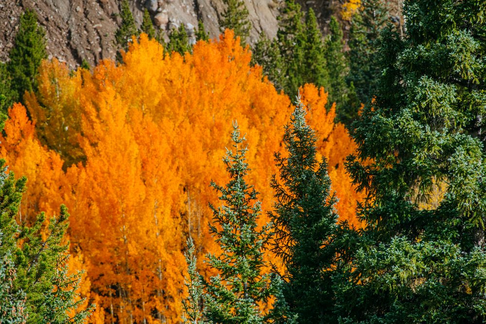 Orange aspens and green evergreens create vivid autumn foliage on a forested mountainside, fall colors, Durango, Colorado, USA.