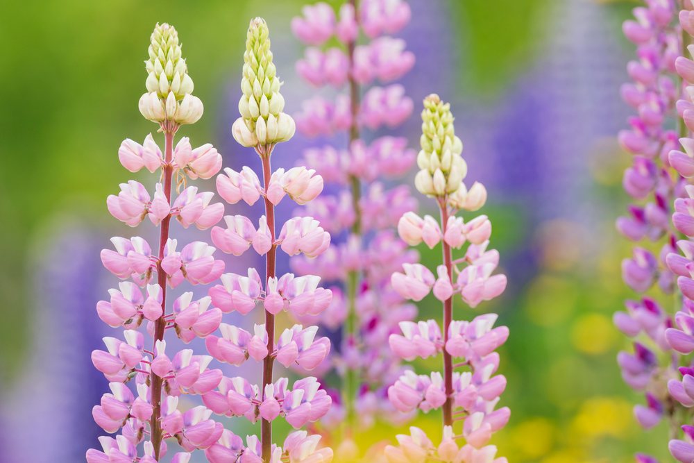 Pink and purple lupine flowers blooming in a meadow, Landscape, Wildlife, Lifestyle, Summerford, Newfoundland & Labrador, Canada.