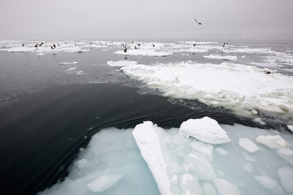 Multiple Steller's sea eagles perched and flying over ice floes floating on water, Hokkaido, Japan.