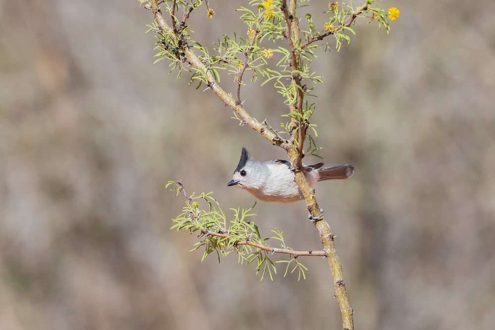 Black-Crested Titmouse perches on a thorny branch in the natural outdoor environment of, Wildlife, McCook, Texas, USA.