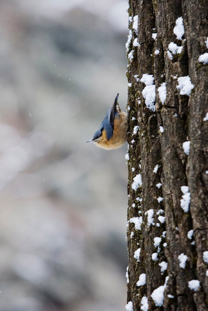 Nuthatch perched on a snow-covered tree trunk in winter, Shaanxi Province, China.