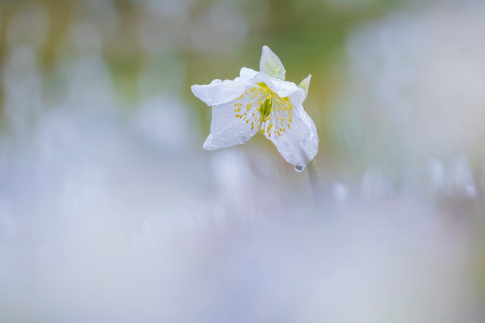 Black Hellebore flower blooming with dew drops in a natural meadow in Krnica Valley, Triglav National Park, Landscape, Kranjska Gora, Slovenia.