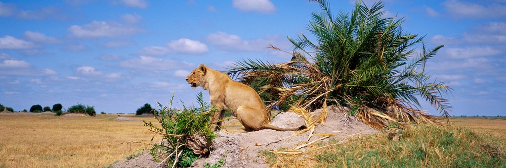 Lion resting on a mound in dry grassy savanna with green bushes under a partly cloudy blue sky.