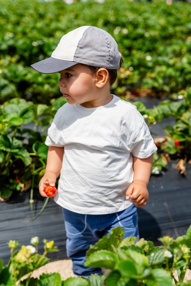 Toddler boy in a white t-shirt and blue pants holding a red strawberry standing outdoors in a green strawberry field with plants and white flowers, kids, Spain.