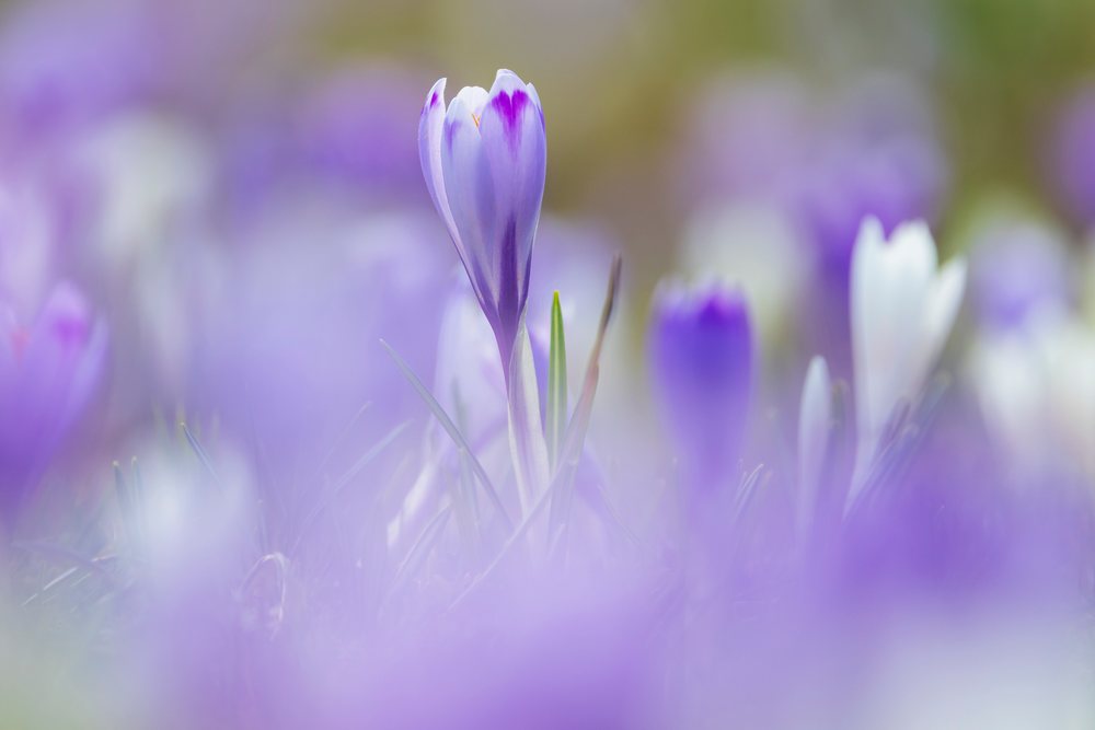 Crocus vernus flowers with purple and white petals bloom in a grassy mountain pasture, Triglav National Park, landscape, cityscape, Velika Planina, Slovenia.
