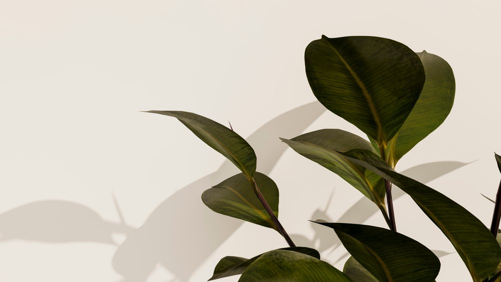 Tropical plant with broad green leaves casting shadows indoors in natural light.