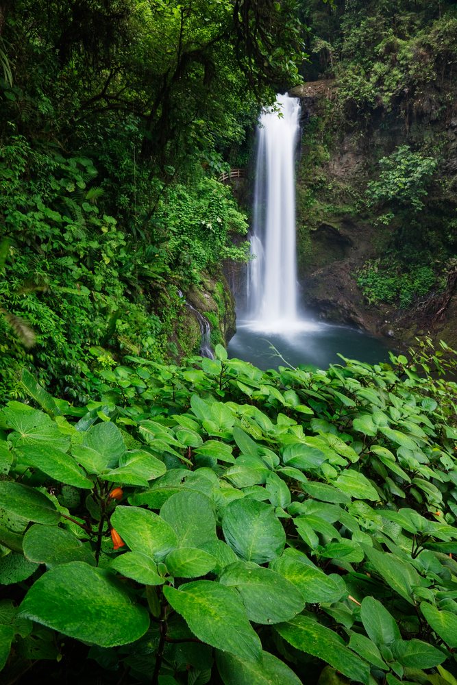 Waterfall flowing into a pool surrounded by lush tropical plants and rocks, Cordillera Central, Costa Rica.