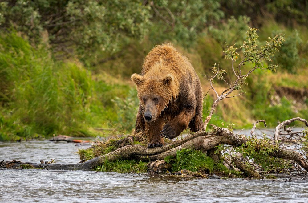 Alaskan Brown bear walking on a riverbank over a fallen tree branch surrounded by green vegetation in Katmai National Park, Alaska, USA