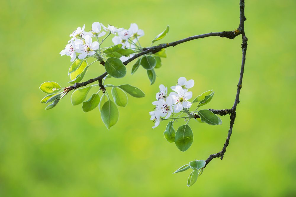 Branch of a flowering peach tree with white blossoms and green leaves, against a soft green background, landscape, cityscape, Slovenia.