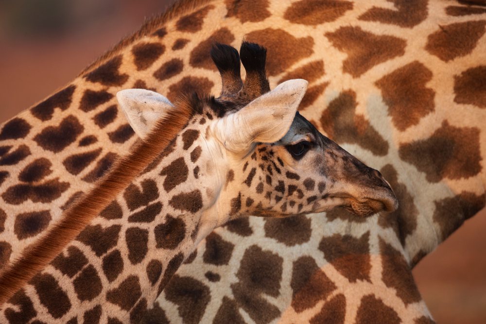 Juvenile Giraffe standing close to its mother, Zambia wildlife reserve, Mfuwe, South Luangwa National Park.