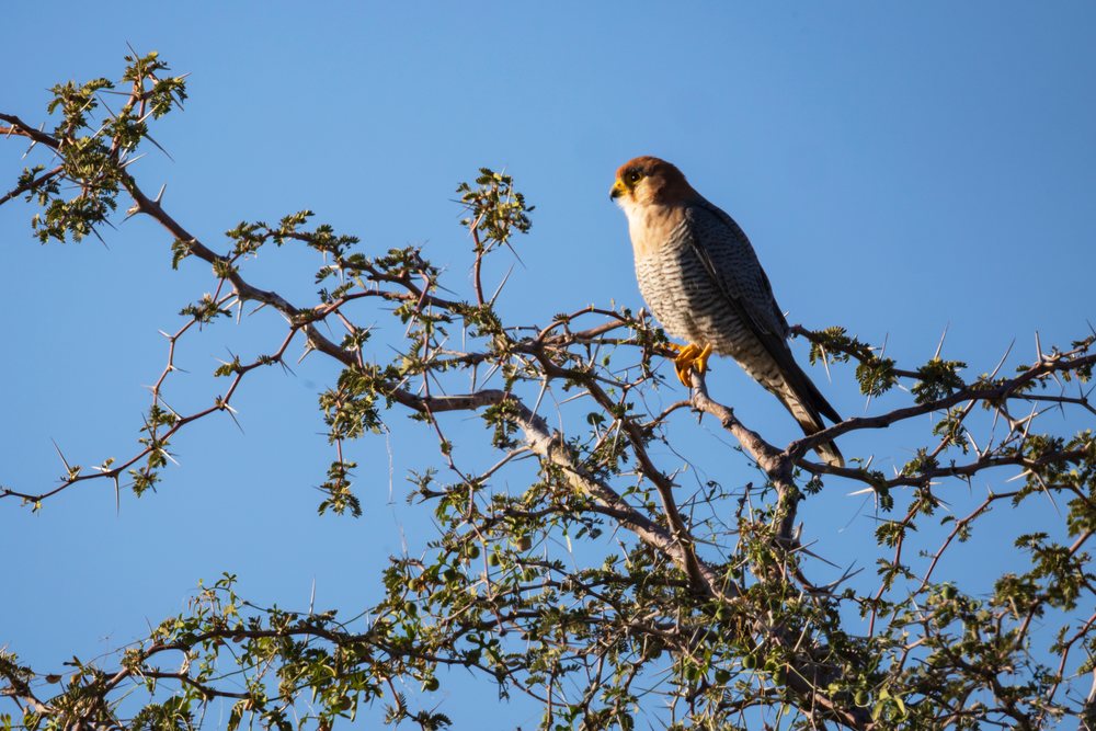 Red Necked Falcon perched on a thorny acacia branch against a clear blue sky at Etosha National Park, landscape, wildlife, Dolomite Camp, Kunene Region, Namibia.