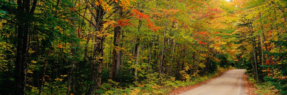 Forest path winding through colorful autumn foliage along a dirt road in a peaceful natural outdoor setting.
