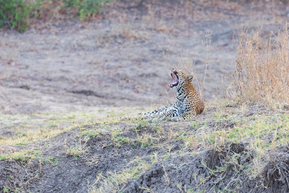 Leopard yawning and resting on dry grassy terrain, Wildlife, Mfuwe, South Luangwa National Park, Zambia.