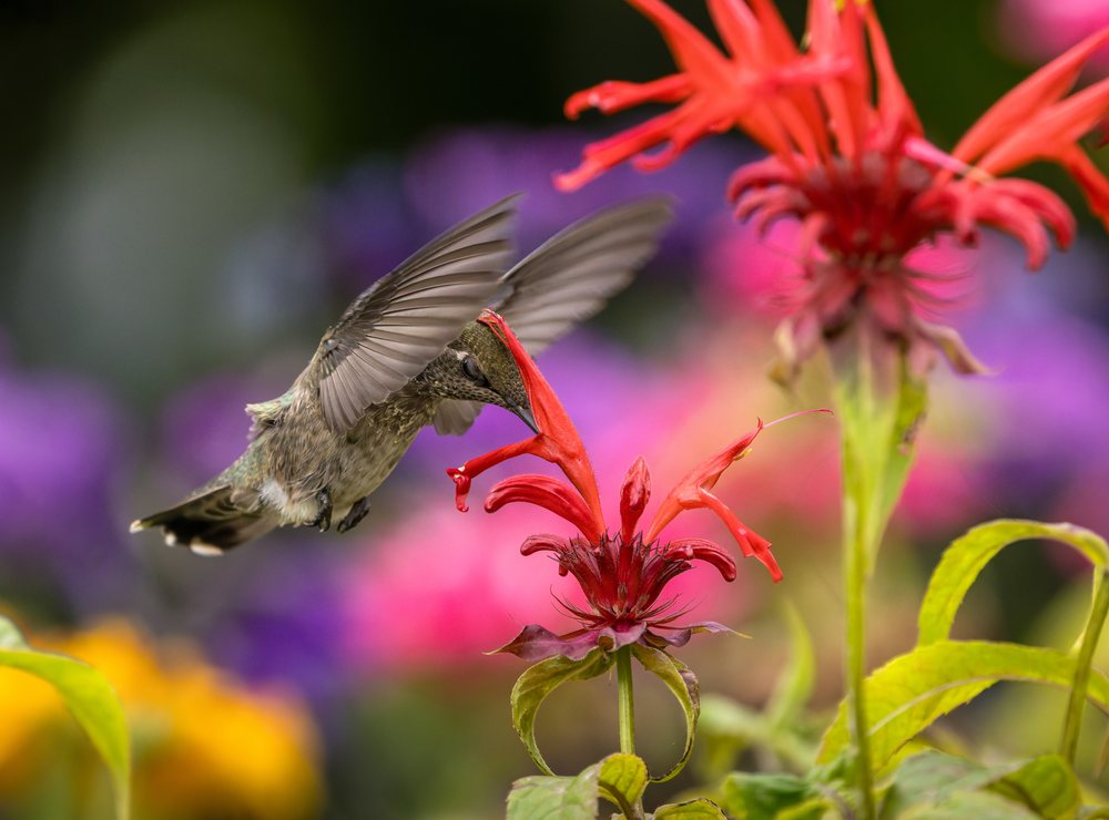 Hummingbird in mid-flight feeds from a red bee balm flower in a vibrant garden with colorful flowers blurred in the background.