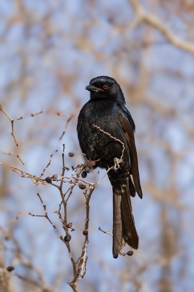 Fork-tailed drongo bird with black feathers and red eyes perched on a dry leafless branch in the Kalahari Desert at Kalahari Research Center, Wildlife, Vanzylsrus, Northern Cape, South Africa.