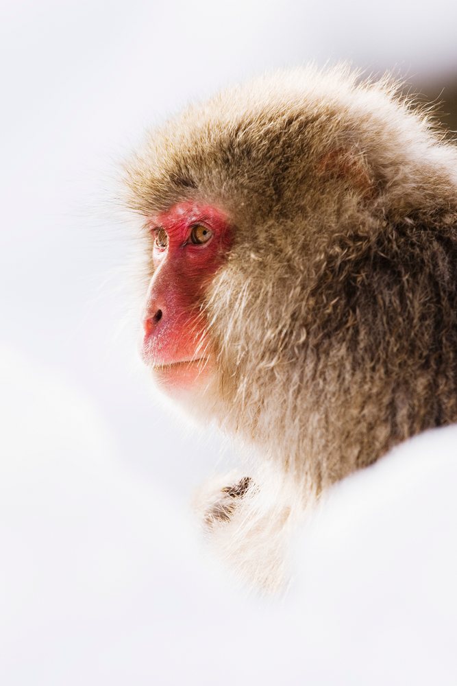 Japanese macaque with dense fur is pictured outdoors in snow during winter, Japan, Asia.