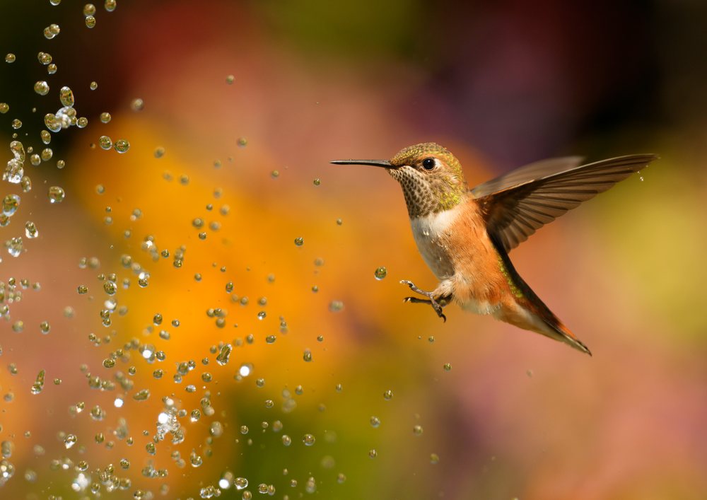 Hummingbird flying near splashing water droplets against a colorful blurred natural background.