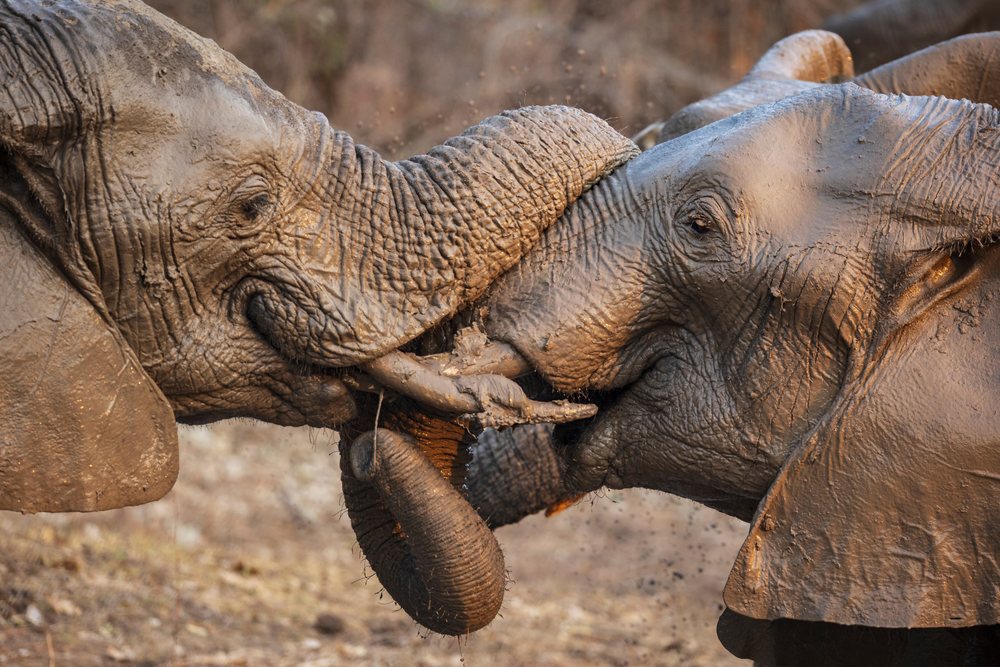Two elephants with muddy skin and intertwined trunks interact closely, Wildlife, Mfuwe, South Luangwa National Park, Zambia.