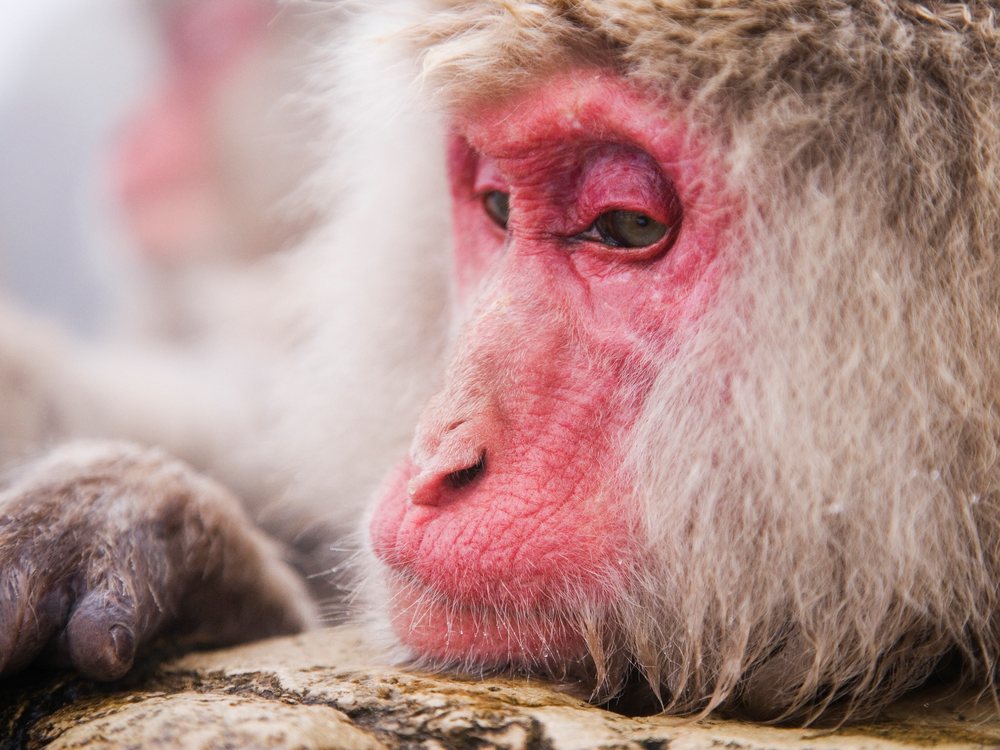 Japanese macaque with red face resting its head on a rock in a winter environment, Japan, Asia.