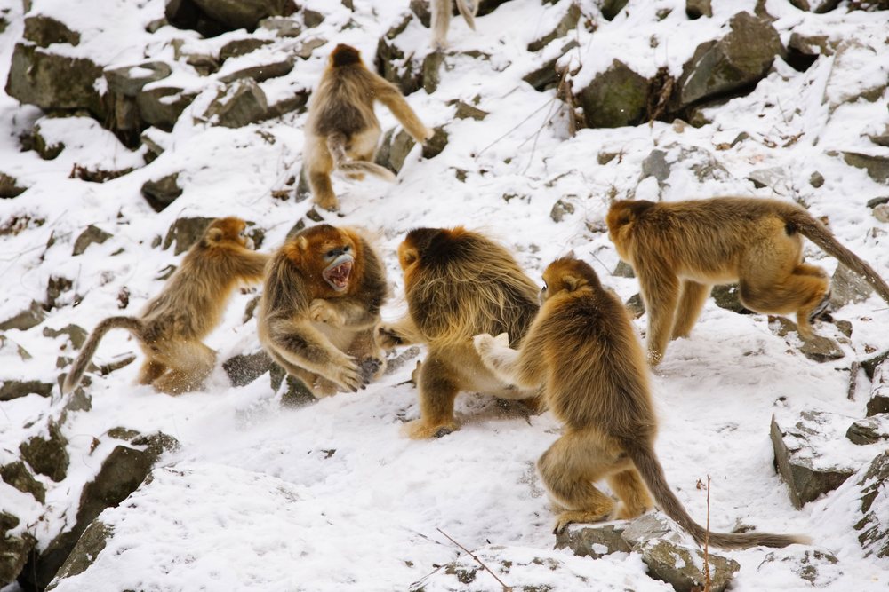 Golden monkeys playing on snow-covered rocky terrain, Qinling Mountains, Shaanxi Province.