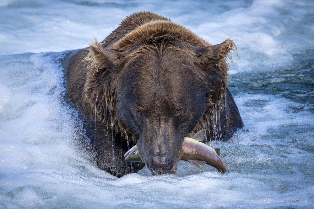 Alaskan Brown bear catching a salmon in the river at Katmai National Park Alaska, USA.