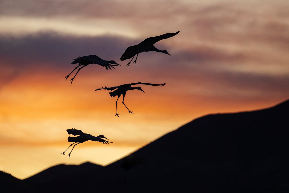 Sanhill cranes land in silhouette against a colorful Sunset sky over mountains in the New Mexico desert, landscape, wildlife, San Antonio, USA.