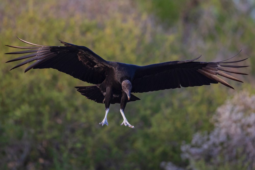Black Vulture soaring with wings spread wide over a forested area, Wildlife, McCook, Texas, USA.