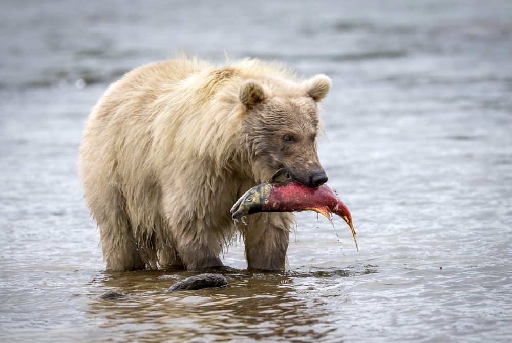 Alaskan Brown bear catching a salmon in a river, Katmai National Park, Alaska, USA.