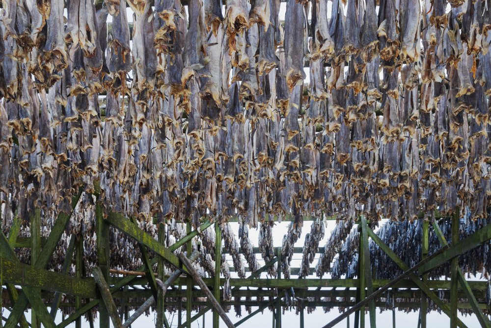 Cod fish hanging on wooden drying racks, Landscape, Henningsvaer, Lofoten, Norway.
