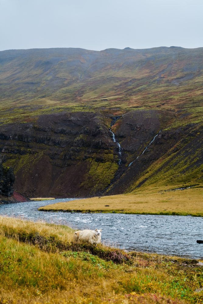 A sheep grazes near a winding river with waterfalls on a hillside, Iceland.