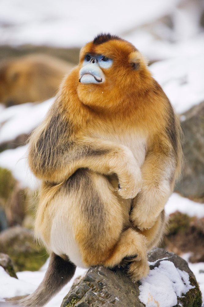 Golden monkey with bright orange and beige fur sitting on a partially snow-covered rock in the Qinling Mountains, Shaanxi Province, China.