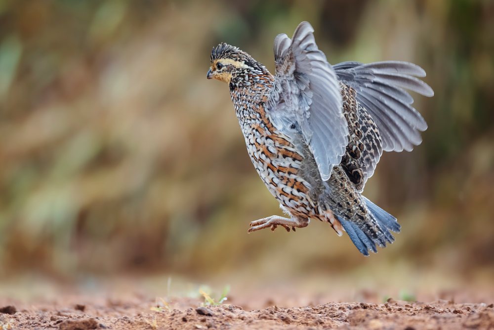 Bobwhite quail captured mid-leap with wings spread above brown soil, Wildlife, Rio Grande City, Texas, USA.
