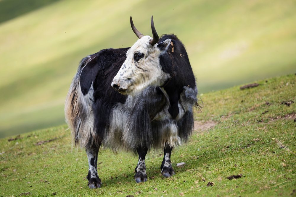 Black and white Yak standing on a grass pasture in Kham Tibet, Sichuan Province, People's Republic of China.