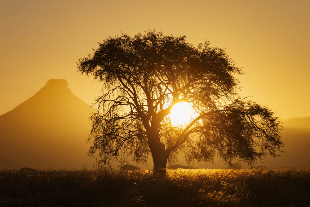 Blackthorn Acacia melifera tree silhouette with Sunset behind it in the savanna, landscape, wildlife, Etambura, Kunene Region, Namibia.