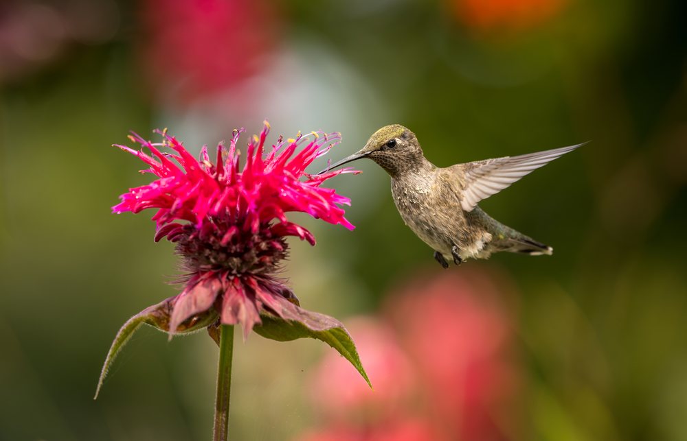 Hummingbird feeds on nectar from a red bee balm flower in a natural outdoor garden.