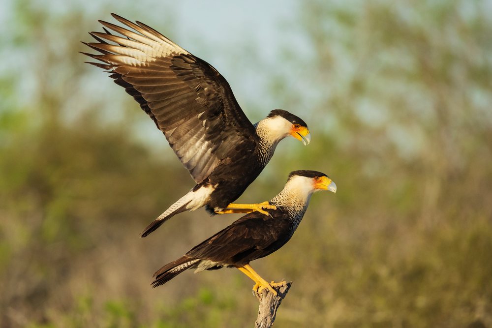Two crested caracaras mating on a tree branch at Santa Clara Ranch in South, Wildlife, McCook, Texas, USA.