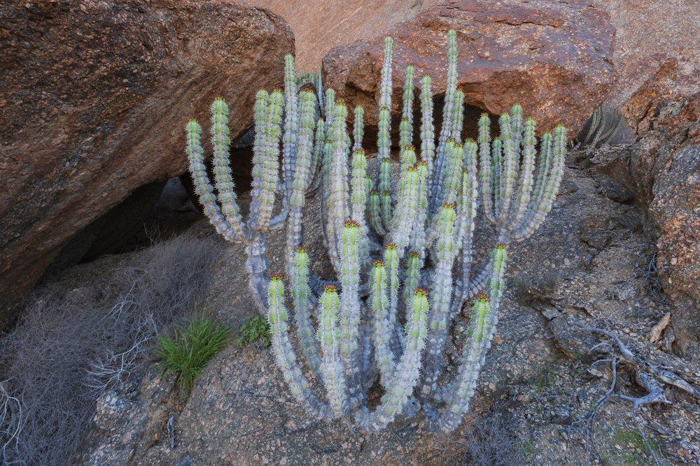 Green Euphorbia cactus with thorny vertical stems grows among Granite Rocks and dry vegetation in Namibia's arid Stone Vallet region, landscape, wildlife, Purros, Kunene Region.