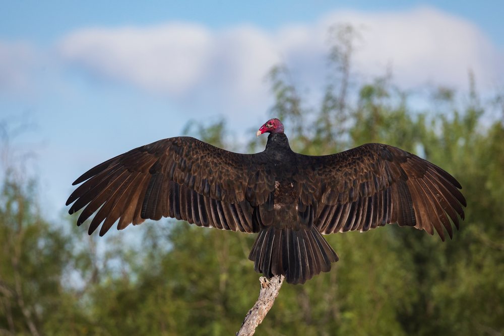 Turkey vulture with wings spread perches on a dead tree branch at Santa Clara Ranch, Wildlife, Rio Grande Valley, Texas, USA.